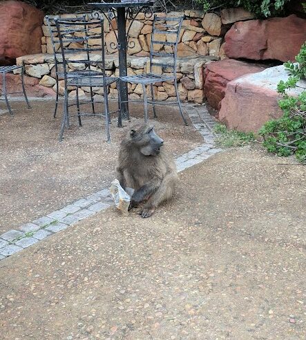 A Baboon at Cape Point Restaurant