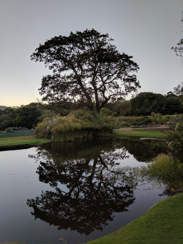A beautiful tree behind a lake in Kirstenbosch gardens