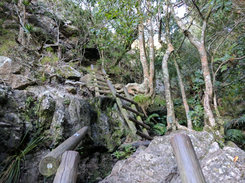 A series of ladders going up Skeleton Gorge