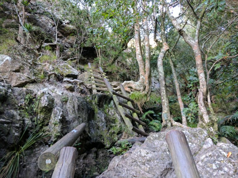 A series of ladders going up Skeleton Gorge