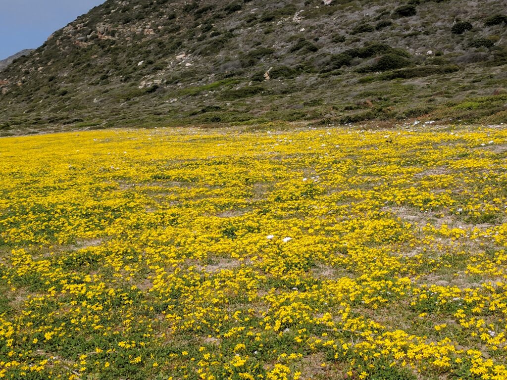 A bed of Yellow flowers inside Cape Point