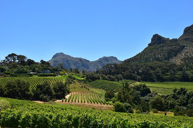 A pic of the vineyards of Constantia